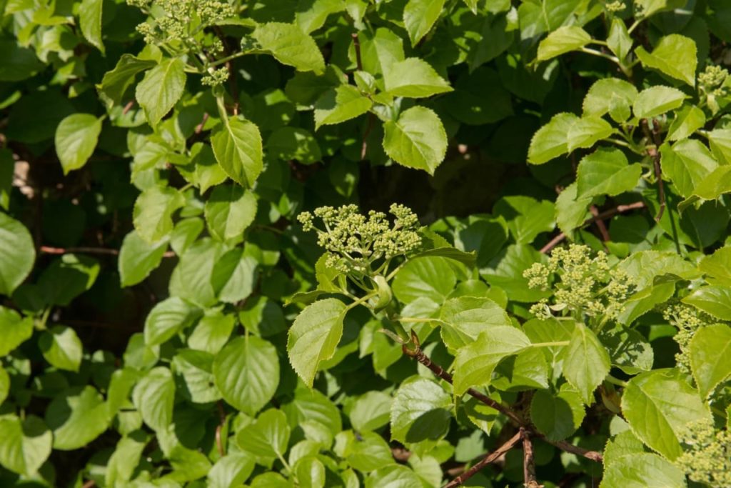 a climbing hydrangea shrub with ovate leaves that have serrated edges and creamy green clusters of flowers