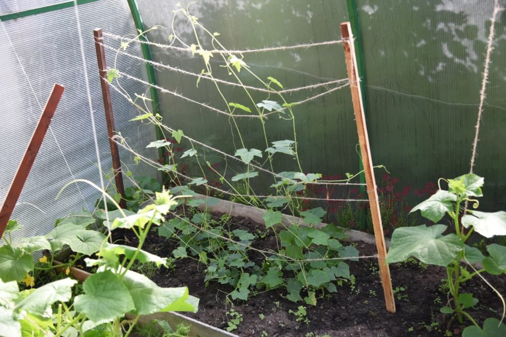 cucamelon plant growing in a greenhouse along string supports 
