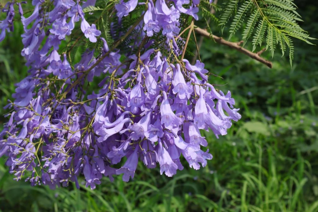 tubular bell-shaped purple flowers from a Jacaranda mimosifolia shrub