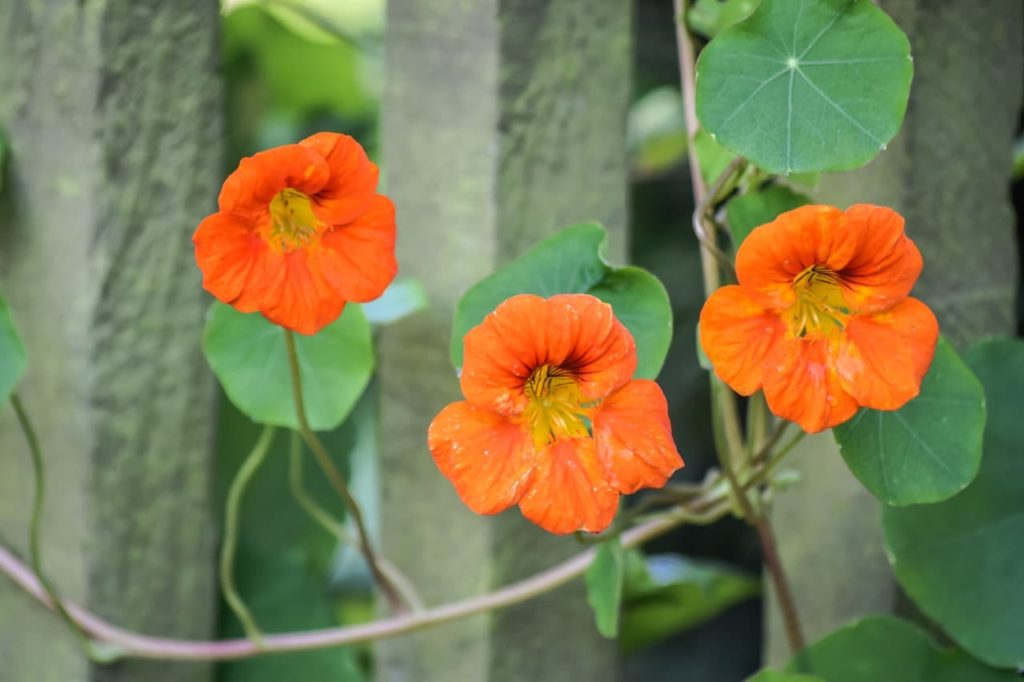 Nasturtiums with orange flowers growing in front of a wooden fence