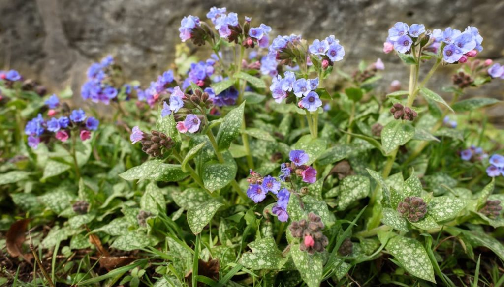 a pulmonaria plant with spotted cream-coloured variegation on the leaves and pale purple-blue flowers