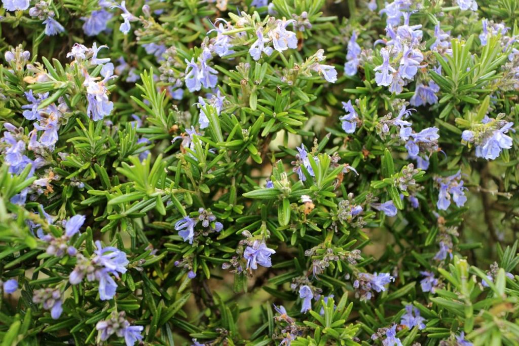 Salvia rosmarinus shrub with thin waxy leaves and pale blue flowers