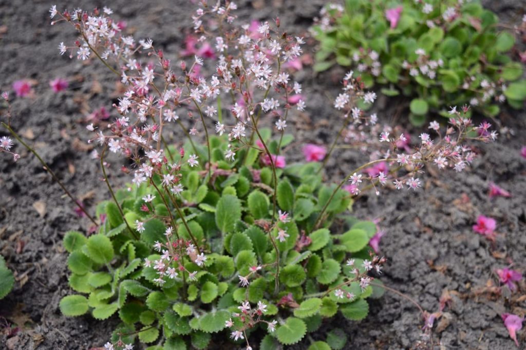 London pride plant with waxy spiky leaves and thin red stems doting tiny star-shaped pink flowers