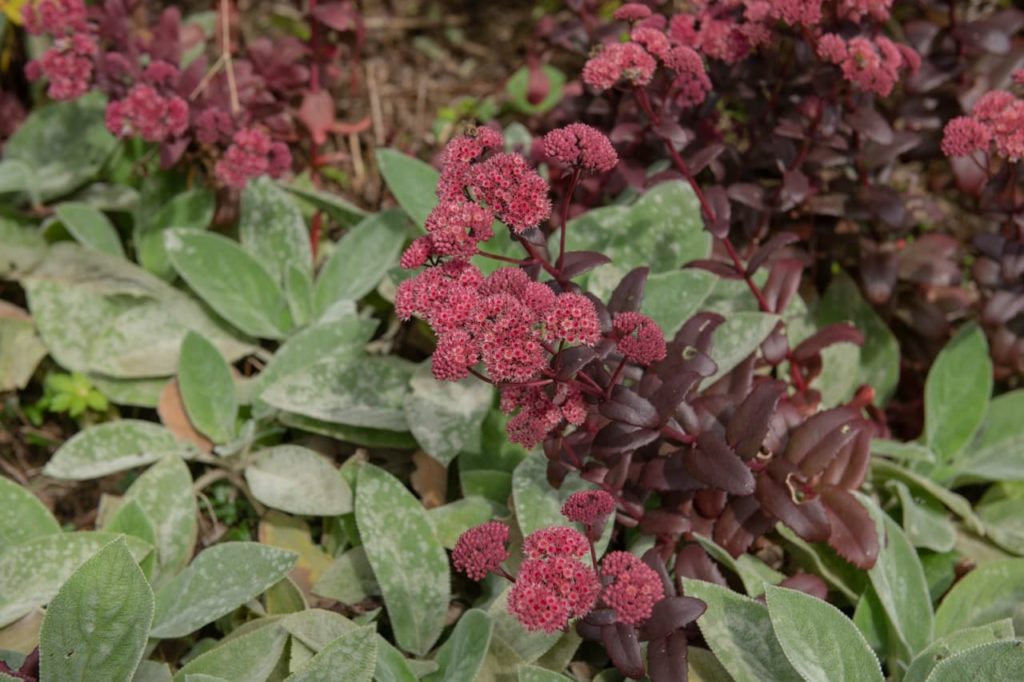 Hylotelephium 'Bertram Anderson' with pink flowers and red leaves