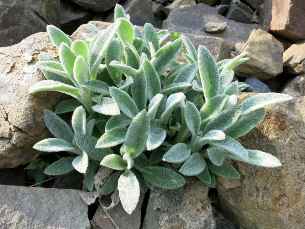 Stachys byzantina with furry silvery-green lanceolate leaves growing between rocks