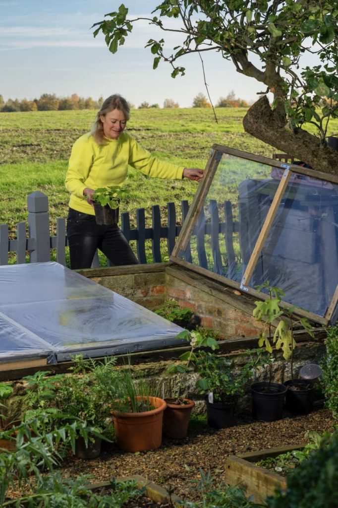 Bunny Guinness placing a container plant into a cold frame