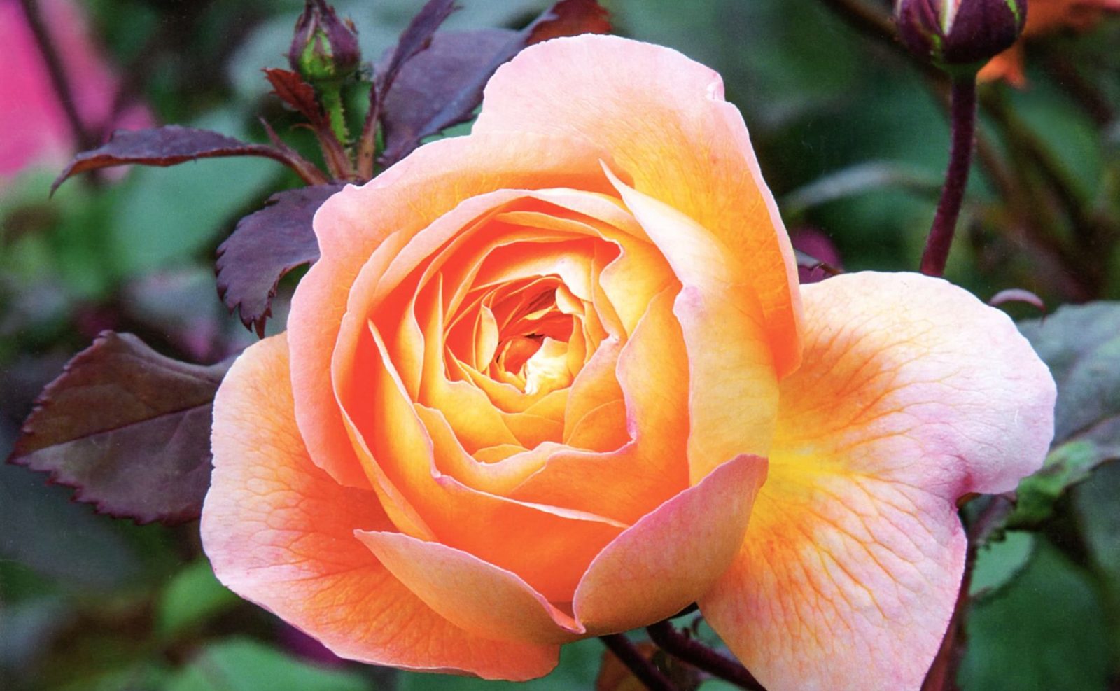 an orange flower photographed by Dave Zubraski