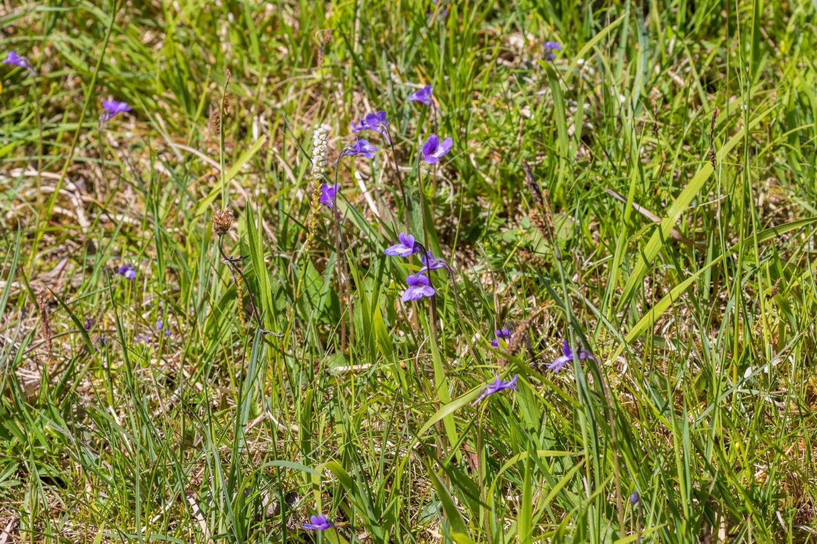 purple flowering pinguicula flowers growing from grassy ground
