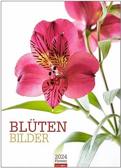 photograph of a pink orchid flower taken by Dave Zubraski for the Bluten Bilder Flower Calendar