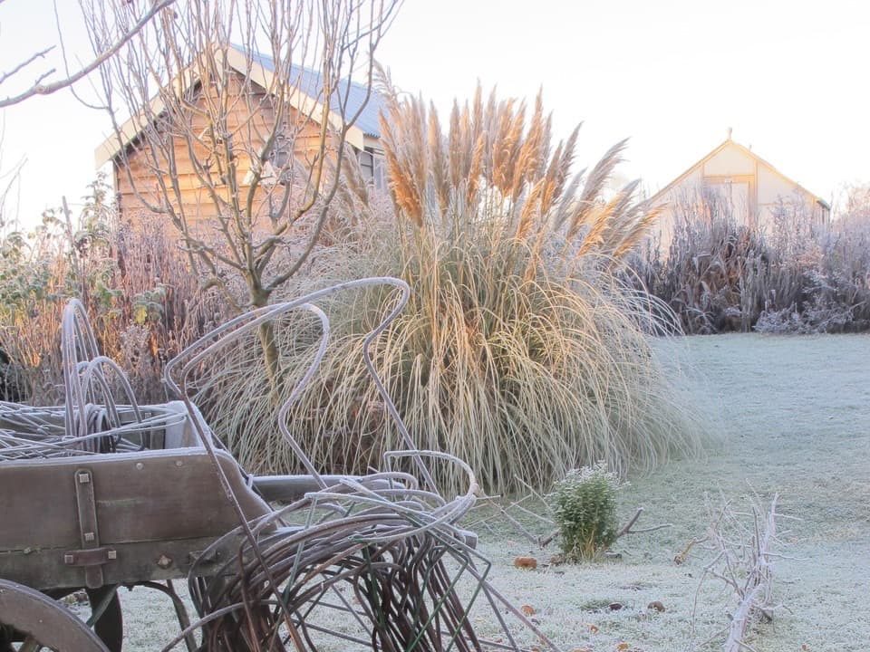 large garden with a covering of frost and pampas grass in the background