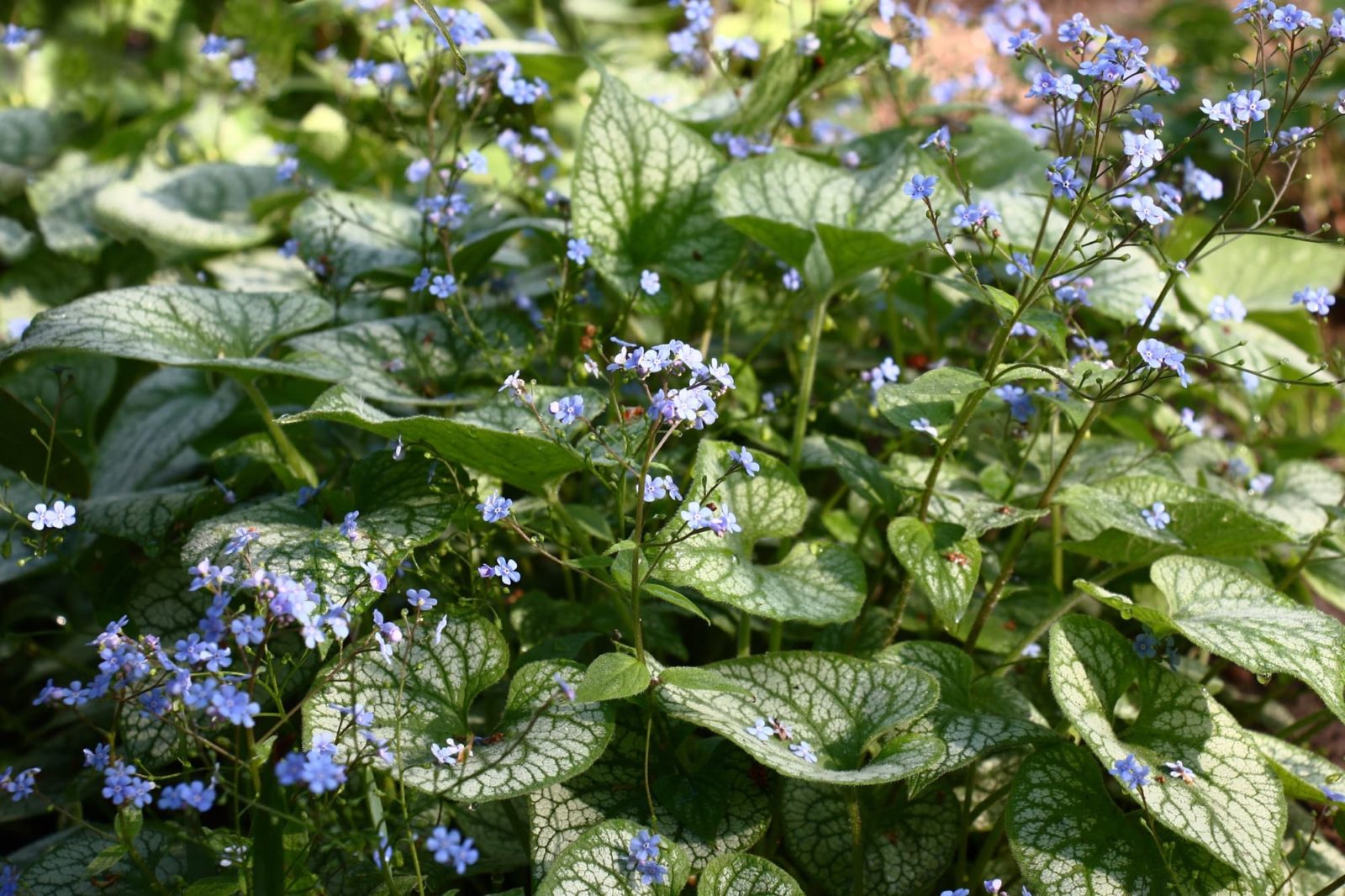 brunnera macrophylla 'Jack Frost' with heart-shaped leaves that are silvery-green in colour