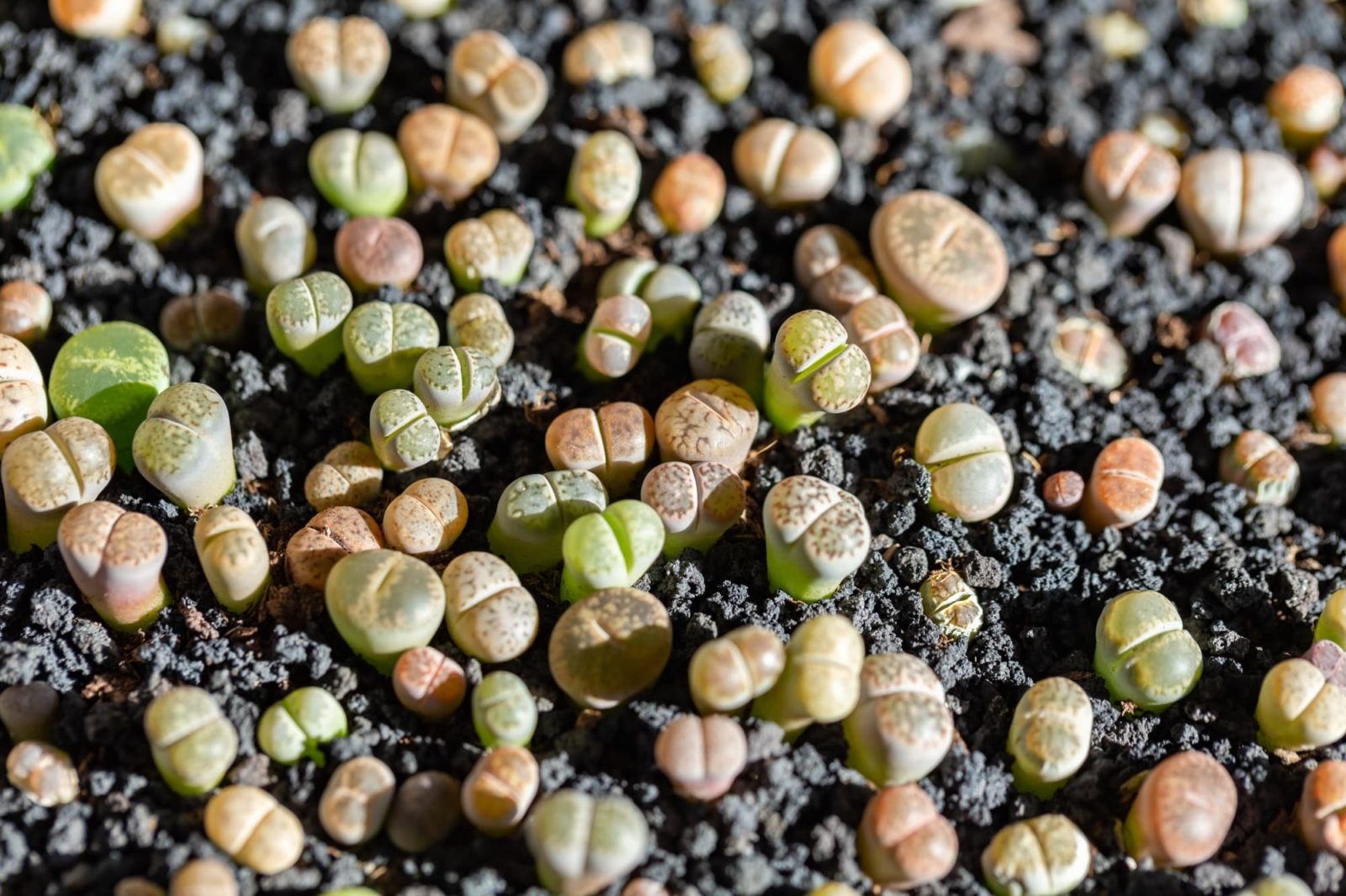 lithops with stone-like fleshy bodies growing from moist soil