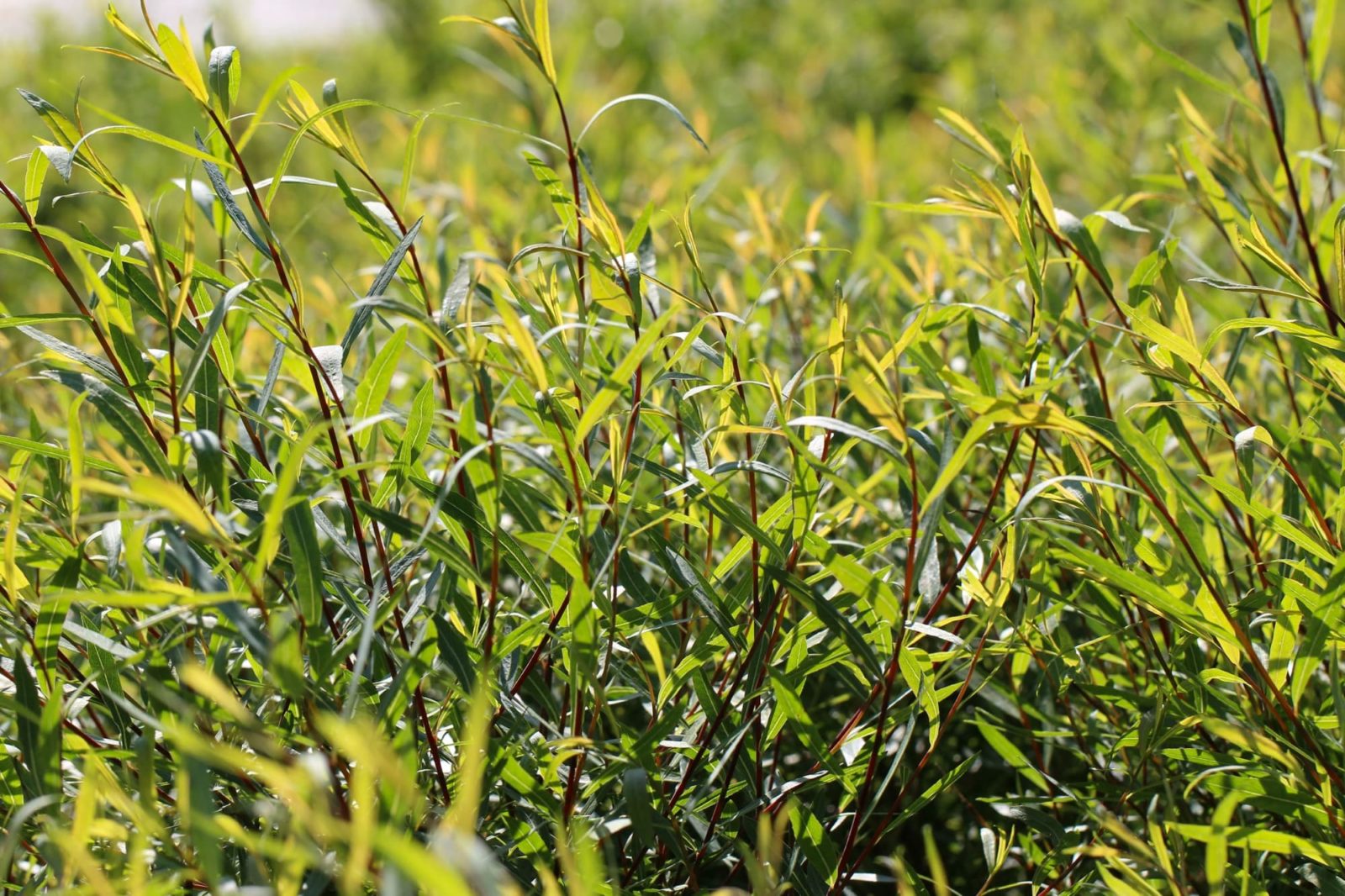Salix purpurea shrub with green, grass-like folaige