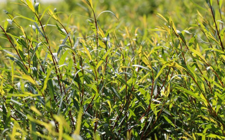 Salix purpurea shrub with green, grass-like folaige