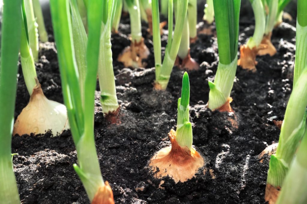 6 Ways To Prevent Onions From Bolting Horticulture.co.uk
