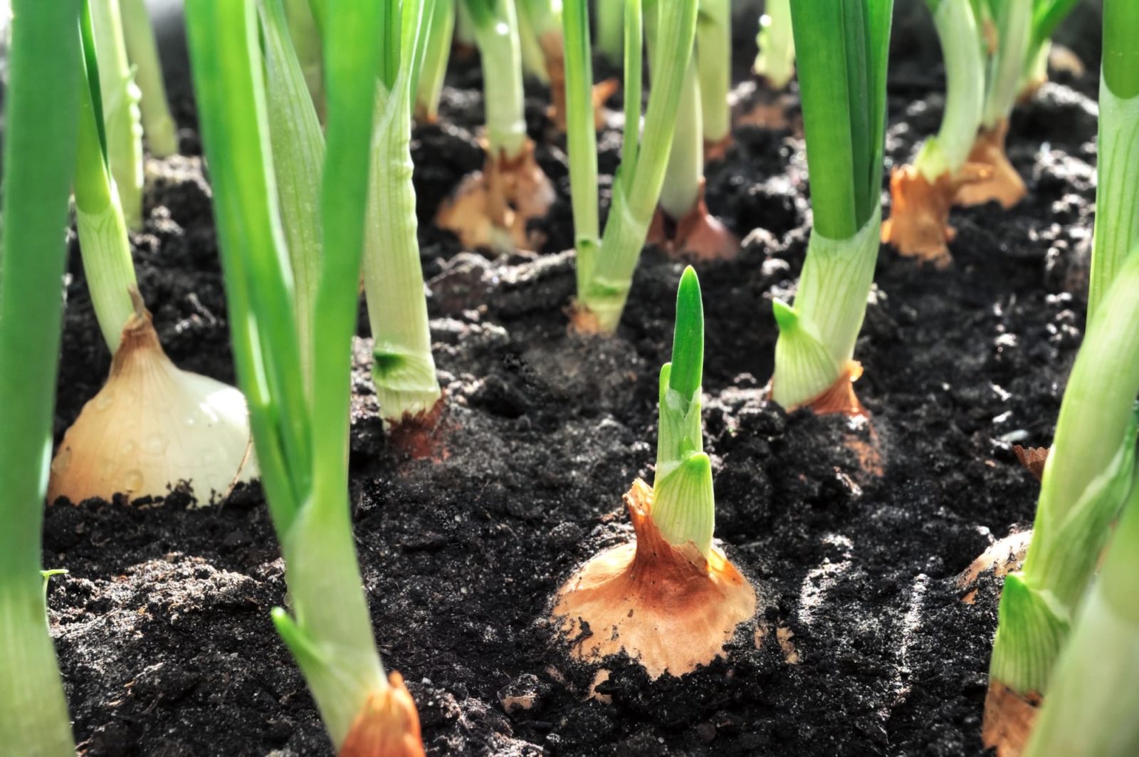 onions with green shoots growing in rows from moist soil