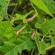 brown slugs eating the leaves of a kidney bean plant