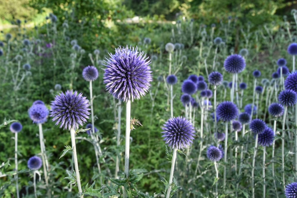 E. bannaticus growing in a large border