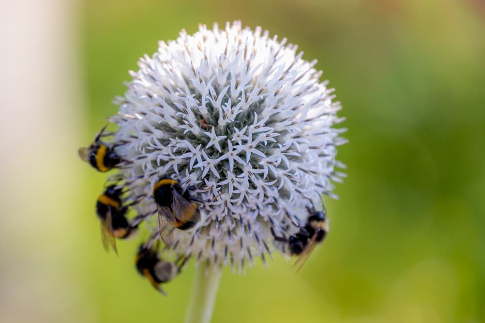 globe shaped flowerhead of Echinops exaltatus covered in bumblebees