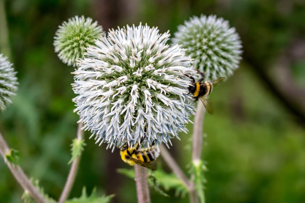 bees harvesting pollen from a flowerhead of E. sphaerocephalus