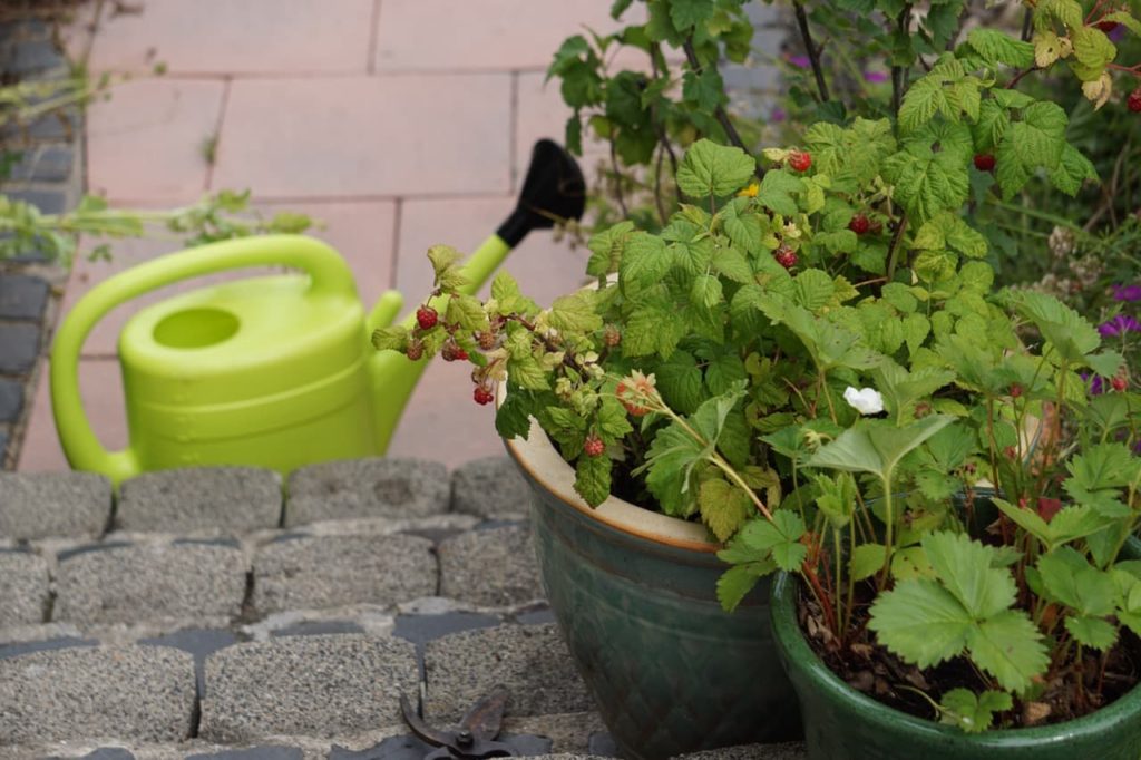potted raspberries and strawberries growing on a garden patio