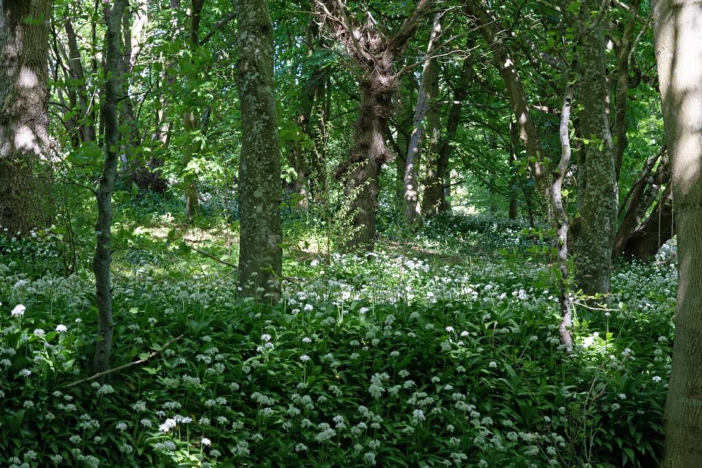 Pitmedden wild forest garden with white flowers and lots of deciduous trees