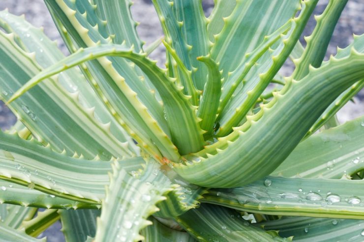 12 Amazing Aloe Varieties Chosen For Your Home By Elizabeth Waddington ...