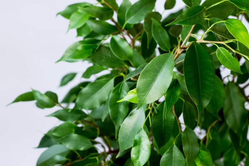 lanceolate leaves of a weeping fig tree growing indoors