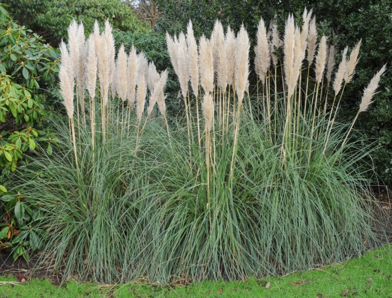 How And When To Prune Pampas Grass Horticulture.co.uk