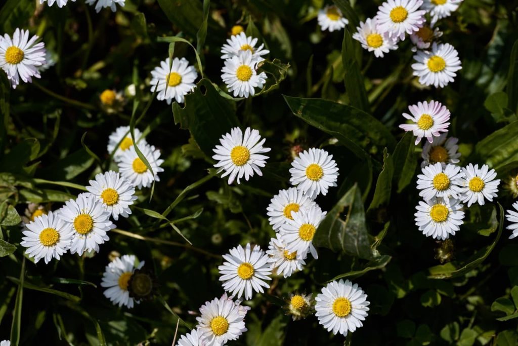 common daisies with their typical flowers growing amongst grass 