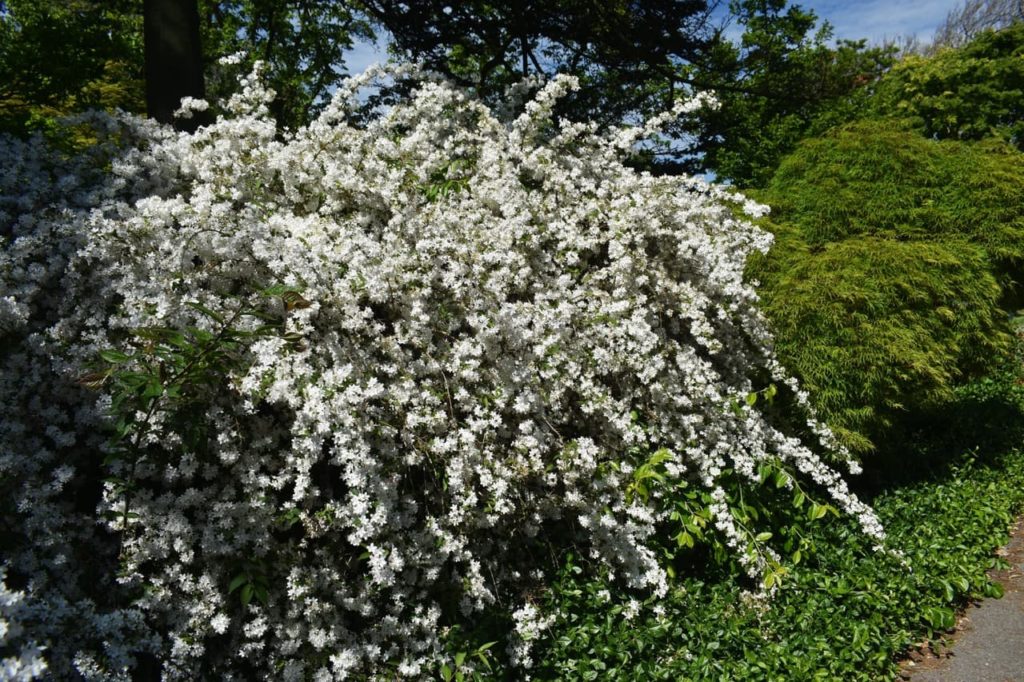 Deutzia scabra shrub with lots of tiny white flowers covering the long branches