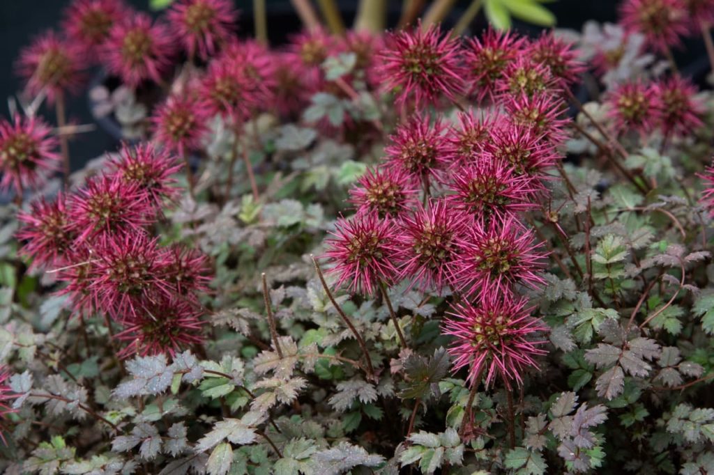 A. microphylla with tiny serrated leaves that are purple and green and bright pink spiked flowering bracts