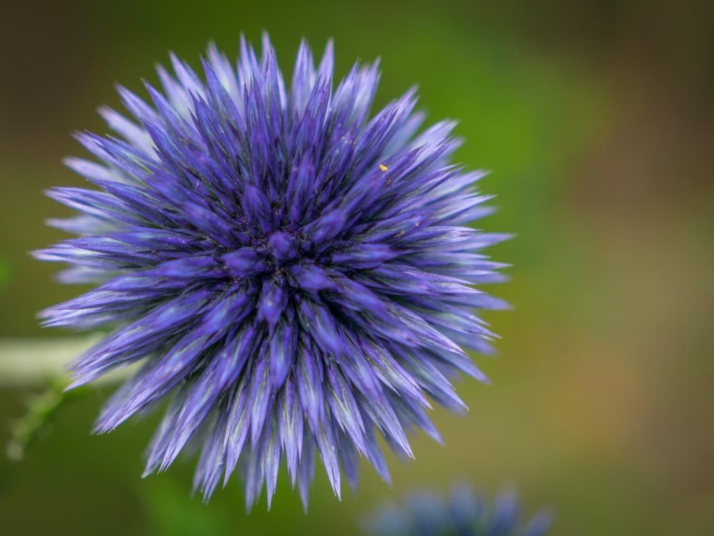 Echinops ritro flowerhead with spiky purple bracts