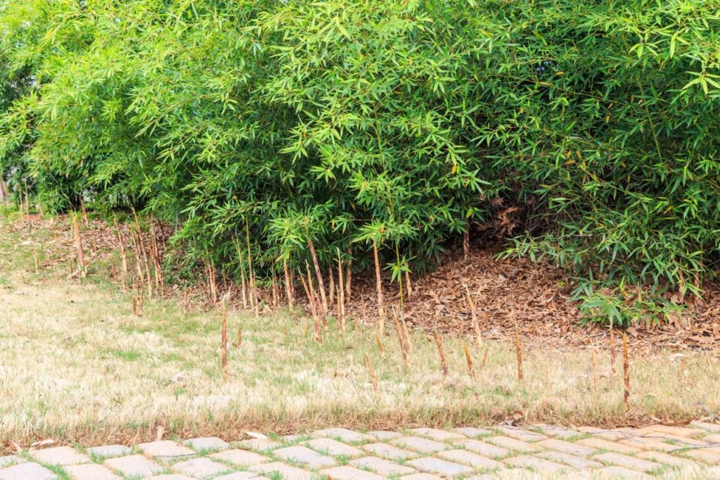 bamboo shoots appearing on a grass lawn