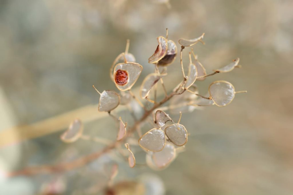 Alyssum plant with dried transparent seed pods that have red seeds inside