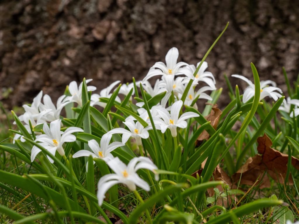white star-shaped blooms with yellow centres from a chionodoxa plant