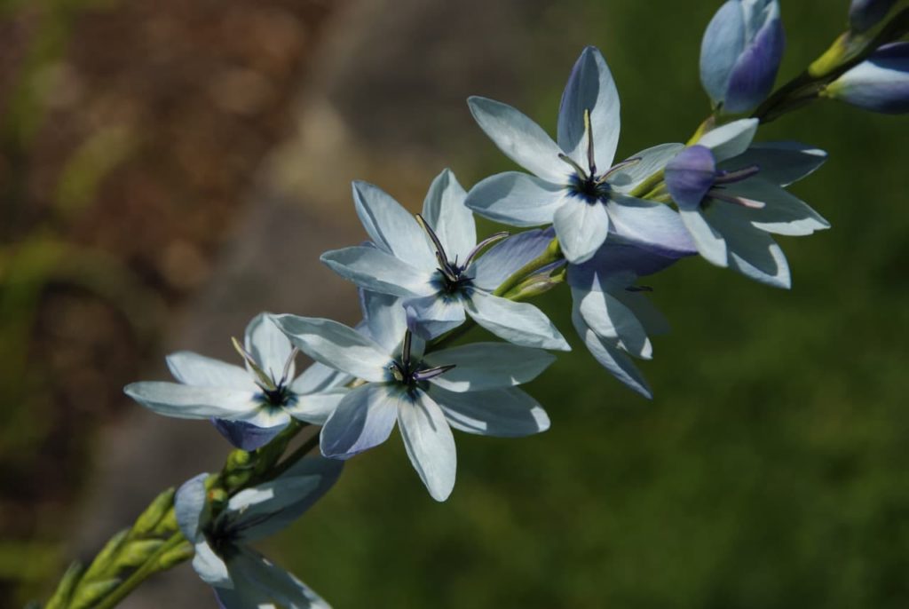 star-shaped pale white and blue blooms from a I. viridiflora plant