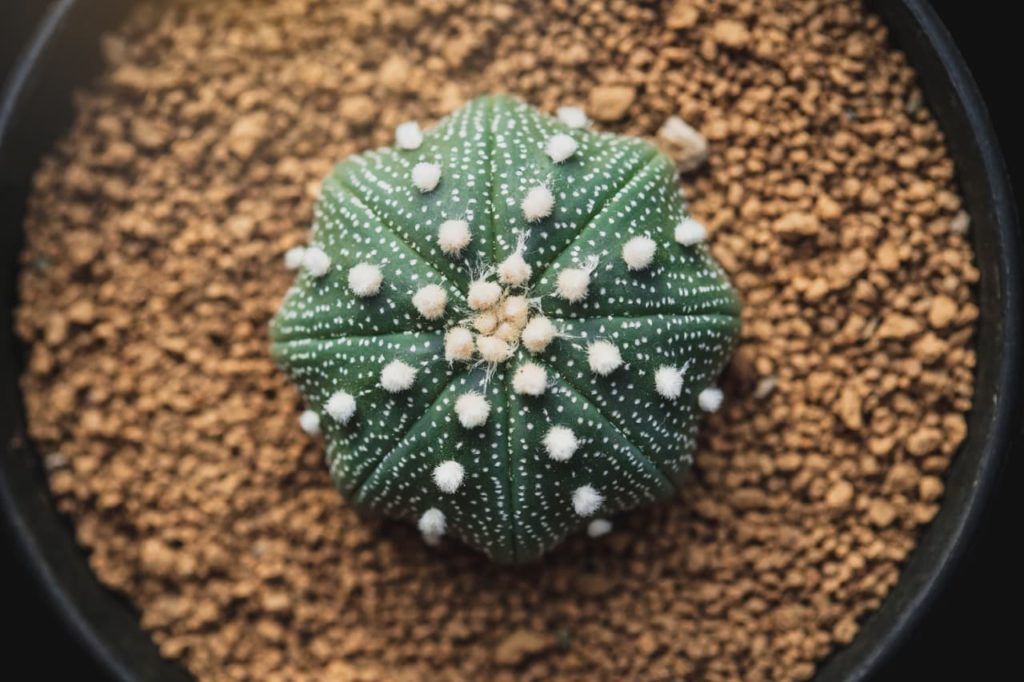 potted Astrophytum cactus growing in a dry growing medium made for cacti