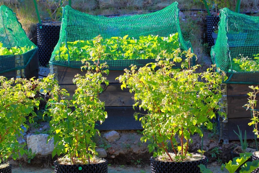 large raspberry shrubs growing in pots in front of other netted fruit plants