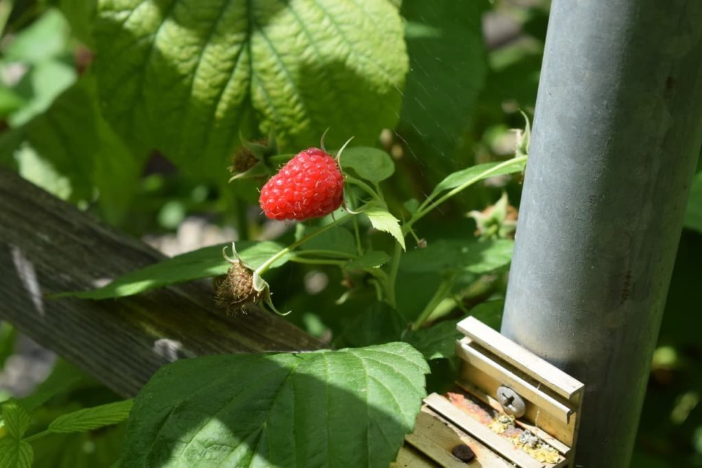 Raspberry 'Ruby Beauty' cultivar growing next to a metal fence