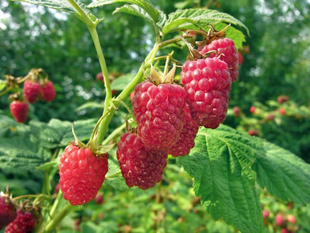 close-up of red raspberry fruits hanging from green stems alongside serrated leaves