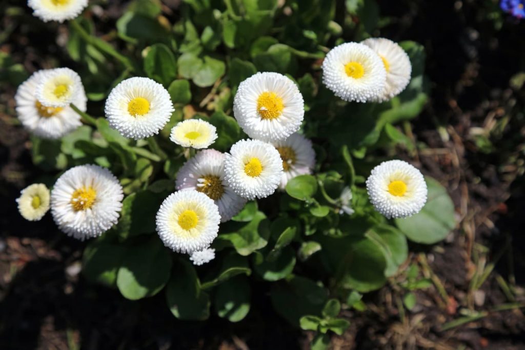 Bellis Perennis 'Tasso' with fluffy white petals around a frilly yellow centre