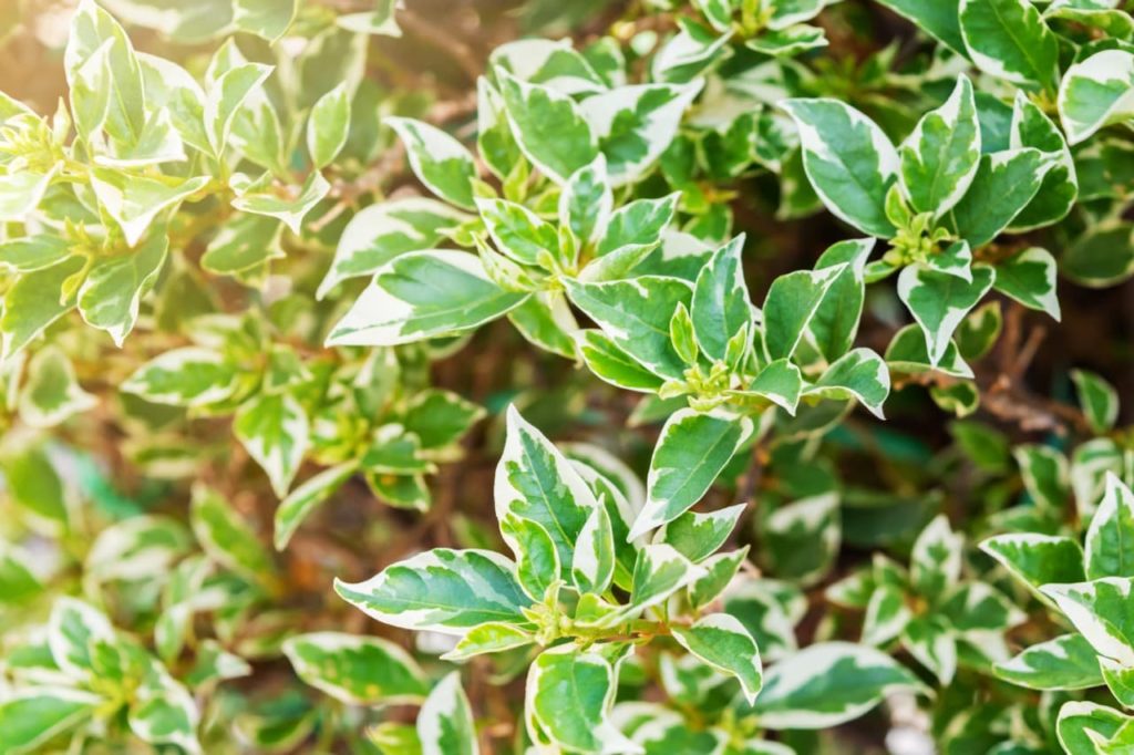 Ficus benjamina 'Starlight' with variegated cream and green leaves