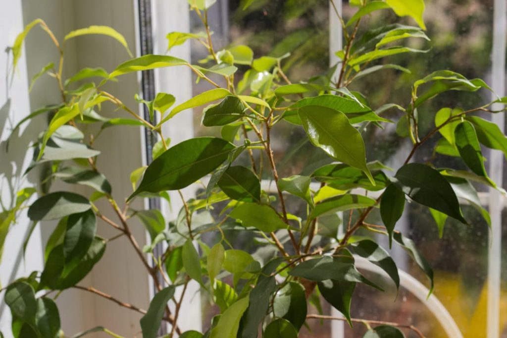 potted weeping fig houseplant growing in front of a window