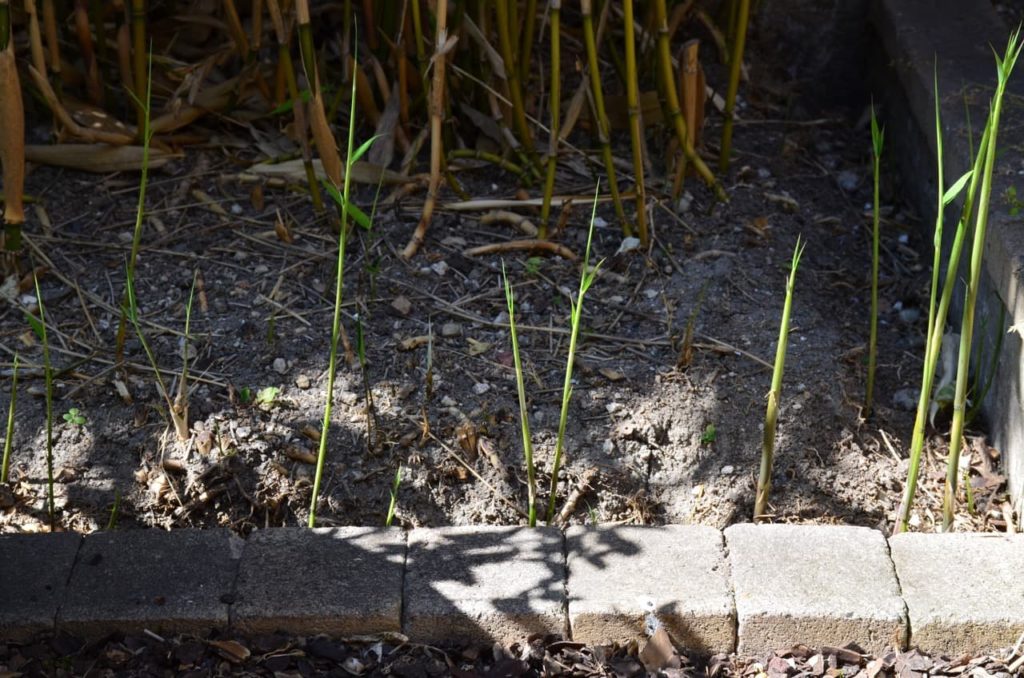 young green growth from bamboo runners that have spread underground