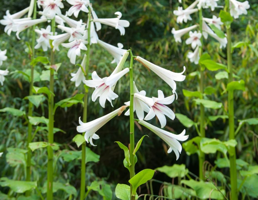 Himalayan lilies with tall stems adorned by tubular-shaped white flowers with red markings on the inner petals