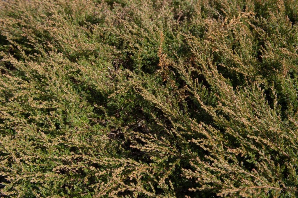 J. communis 'Repanda' with coniferous foliage that is green and brown in colour