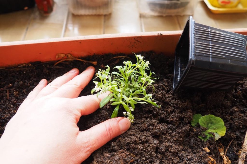 a sweet alyssum seedling being planted into a small trough