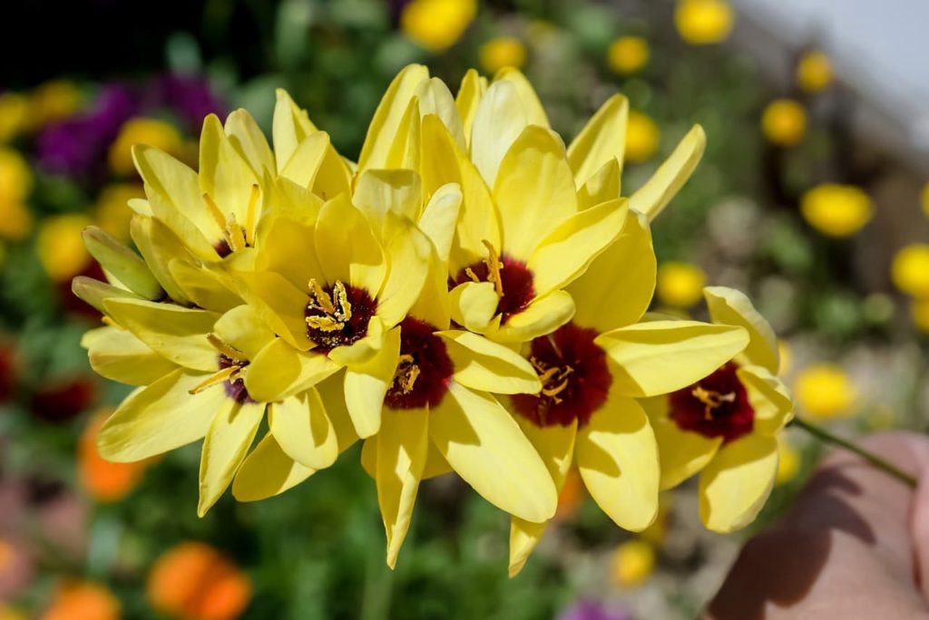 yellow star-shaped Ixia flowers with purple stained centres