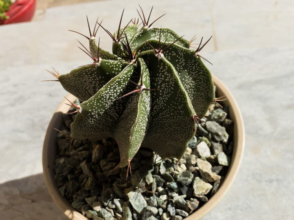 swirling green body of a A. ornatum with white spots on its surface and long, dark brown spikes